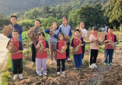 乡中心小学组织中高段学生开展了挖红薯劳动实践活动